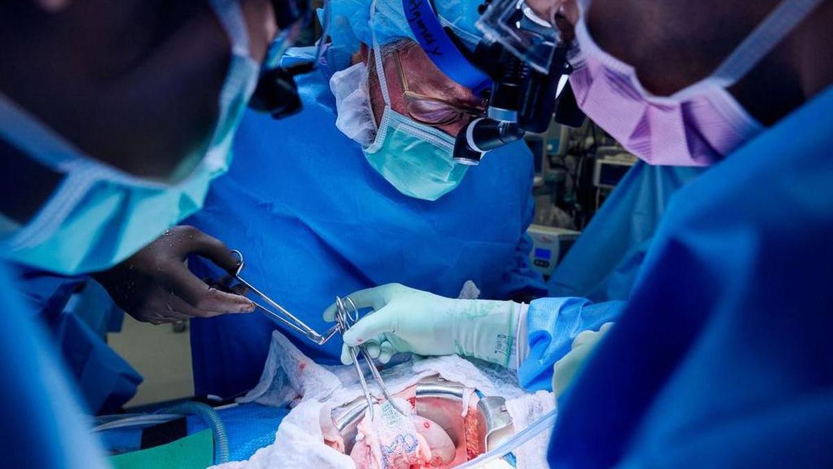 これは科学者が豚の腎臓を人間の体に適したものに改造する方法です