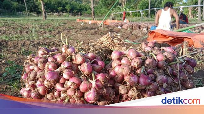 Harga Bawang Merah di Petani Anjlok!