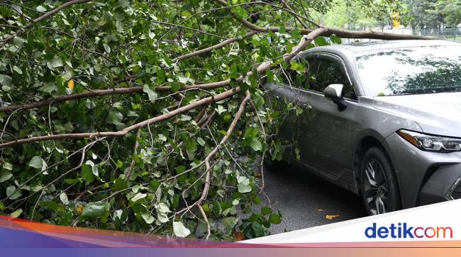 Diterjang Angin Kencang, Pohon Tumbang Timpa Mobil Di China