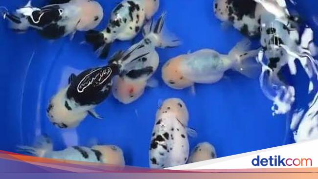 Viral Ikan Mirip Sapi, Jenis Apa?