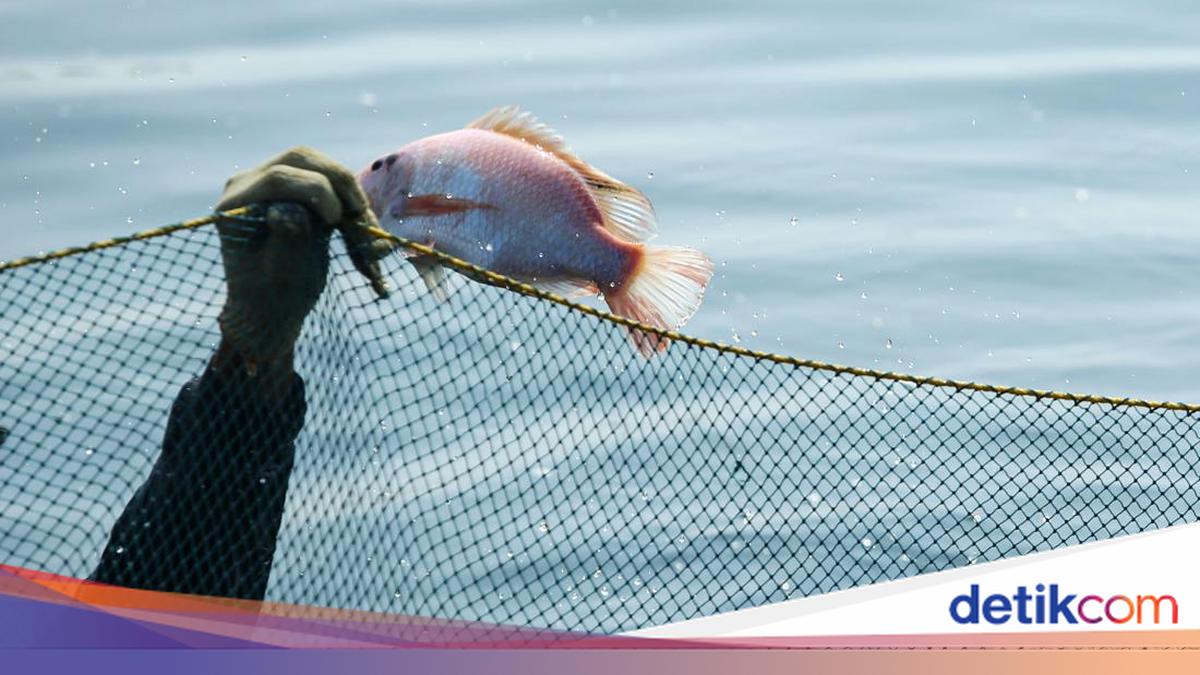 Sisik Ikan Nila: Sumber Kolagen yang Terabaikan