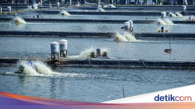 Melihat Budi Daya Nila Dengan Teknologi Efeeder Di Bluppb Karawang