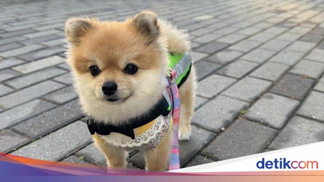 Anjing Selucu Ini Jadi 'Satpam Keliling' di Korea Selatan