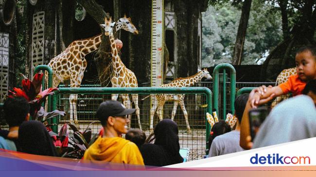 Ragunan Tetap Buka Saat Libur Natal-Tahun Baru, Ini Jam Operasionalnya