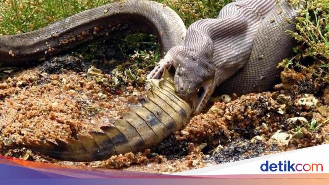 Foto-foto Ngeri Ular Piton Telan Buaya Utuh