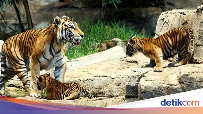 5 Fakta Kelahiran Anak Harimau Legendaris Bujang Mandeh