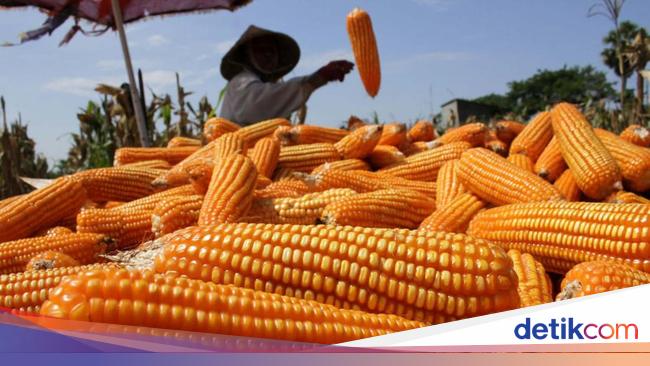 Masuk Masa Panen, Pemerintah Jamin Jagung Petani Terserap