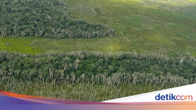 Genjot Industri Gula & Bioetanol, 5 Pabrik Senilai Rp 53 T Mau Dibangun di Papua