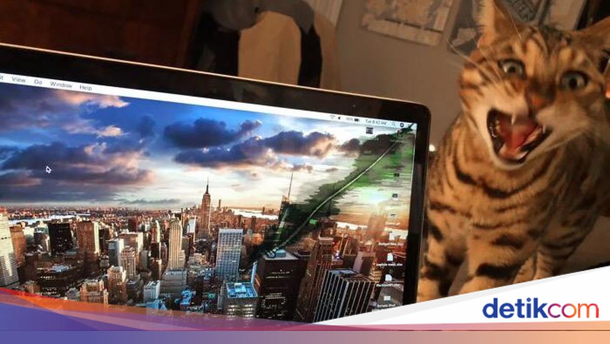 Kucing Kamu Suka Duduk di Atas Laptop? Pakar Jelaskan Sebabnya