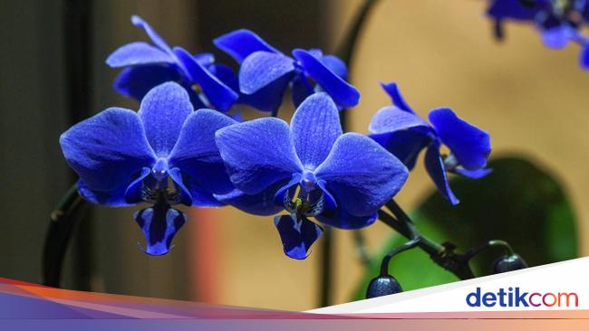 Keindahan Anggrek Vandasanda Biru Langka: Harta Karun Flora