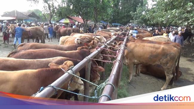 Harga Sapi di Pasar Hewan Lumajang Naik Rp 2 Juta Per Ekor