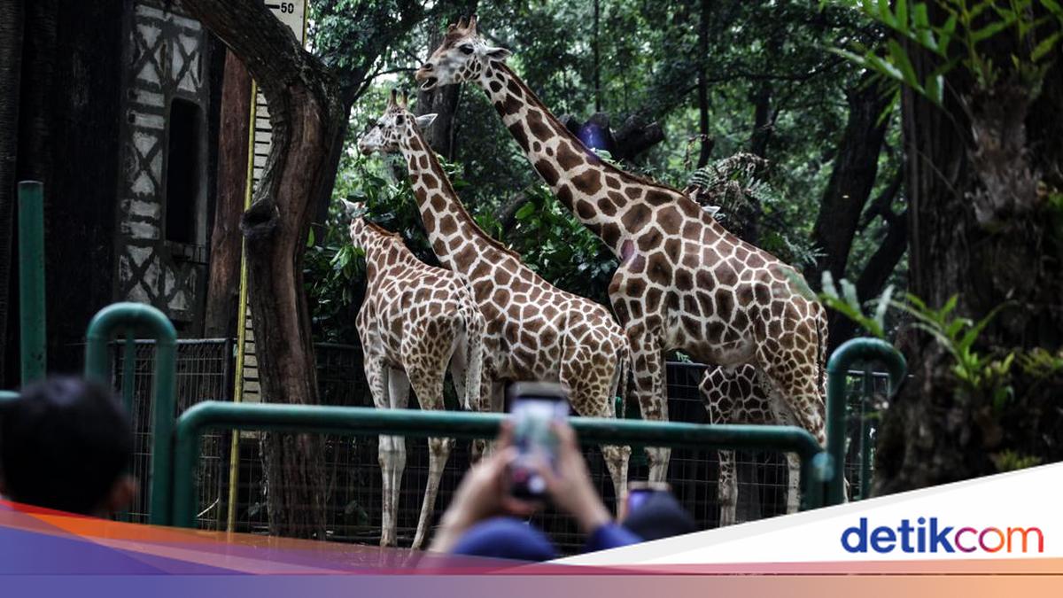 Wisata Malam Ragunan Sampai Jam Berapa? Simak Cara Beli Tiketnya