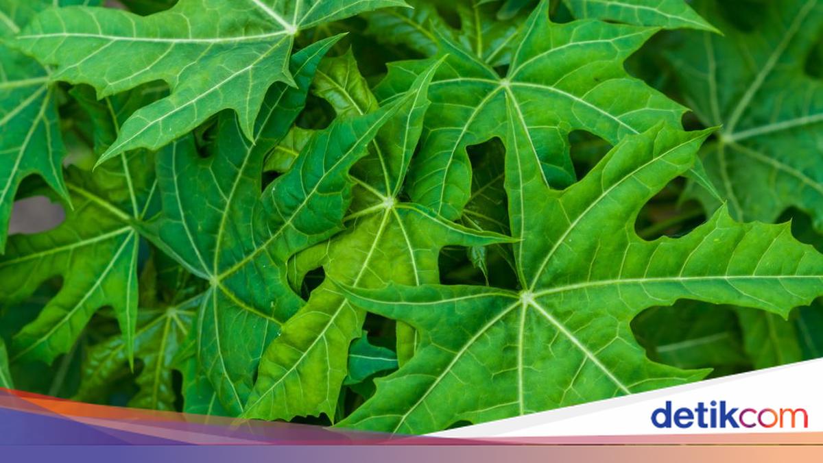 Rebusan Daun Apa yang Bisa Mengatasi Keputihan? Ini Jenis dan Cara Pakainya