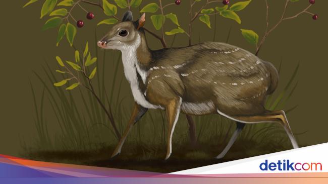 Genus Rusa Penemuan Fosil Rusa Purba Mirip Kucing, Hidup 32 Juta Tahun Lalu