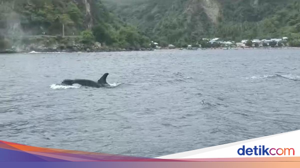 Kawanan Paus Orca Terlihat Di Laut Olele Bone Bolango Gorontalo