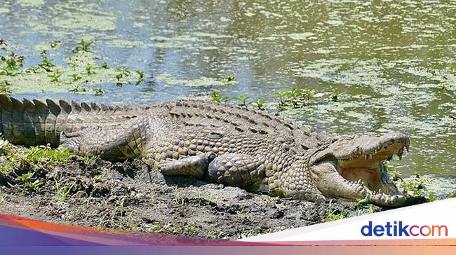 Buaya terbesar di dunia yang membuat orang takut