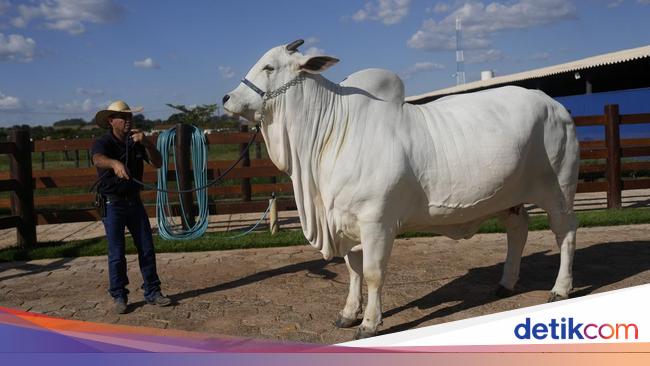 Jadi Termahal di Dunia, Sapi Rp 65 M Ini Dikawal Ketat dan Dipuja