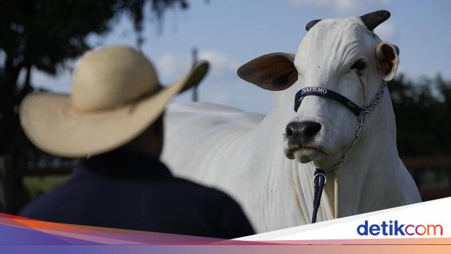 6 Sapi Termahal di Dunia, Ada yang Pecahkan Rekor