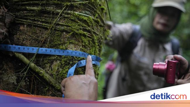 Hari Penjaga Hutan Sedunia 31 Juli: Tujuan dan Cara Merayakannya
