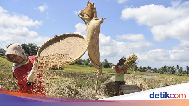 Prabowo Naikkan Harga Pembelian Gabah Jadi Rp 6.500-Jagung Rp 5.500/Kg