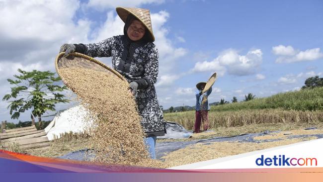 Harga Gabah Kering Naik Tinggi dalam Dua Bulan Terakhir