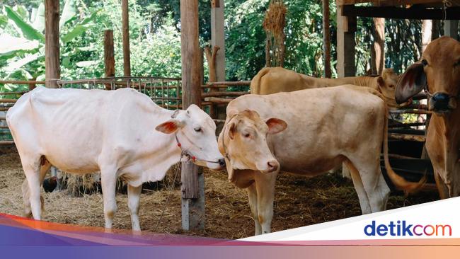 RI Bakal Impor 1,3 Juta Sapi buat Program Makan Bergizi Gratis