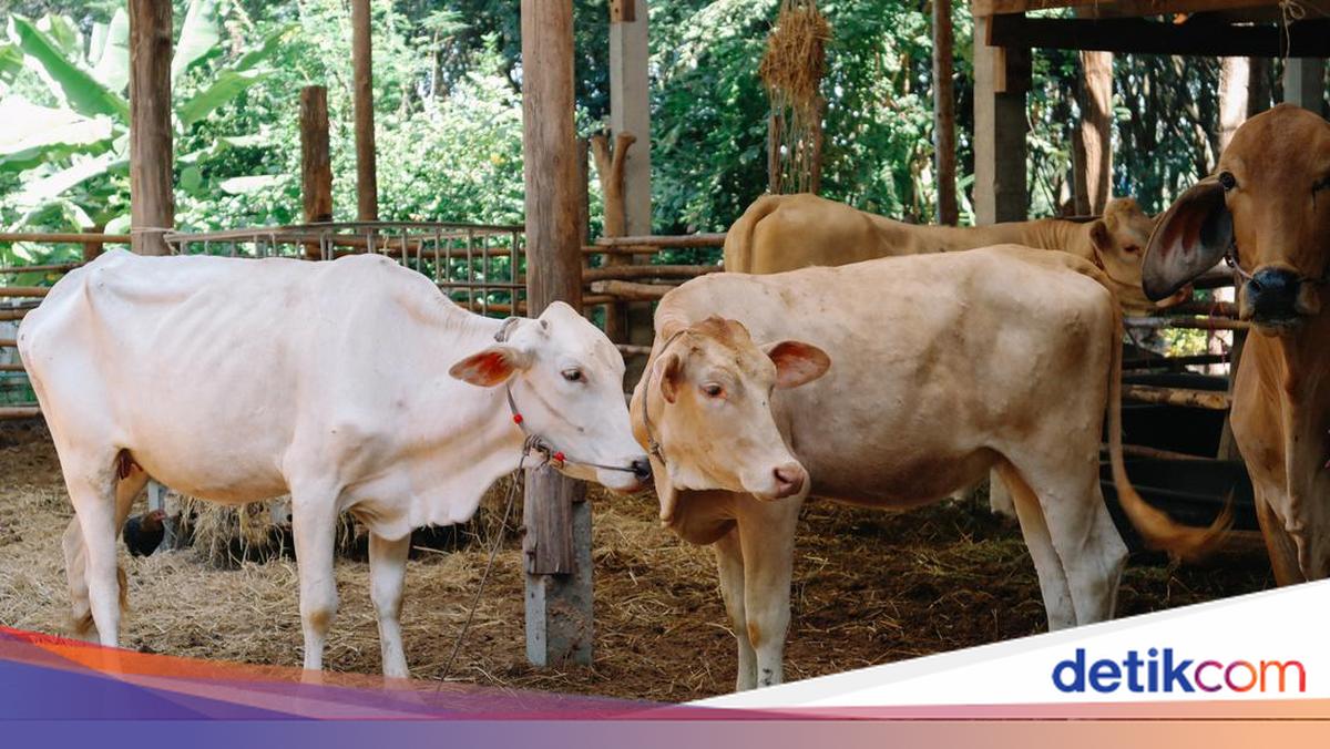 Api Sapi Harga Sapi Kurban 2025, Catat Juga Ketentuannya Menurut Syariat
