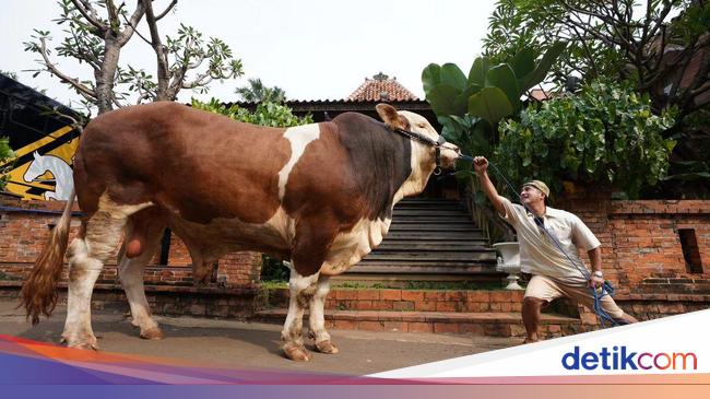 Ini Janoko, Sapi Jumbo Milik Irfan Hakim