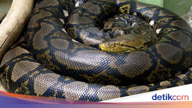 Fakta Ular Piton Raksasa yang Kembali Telan Manusia di Sulawesi