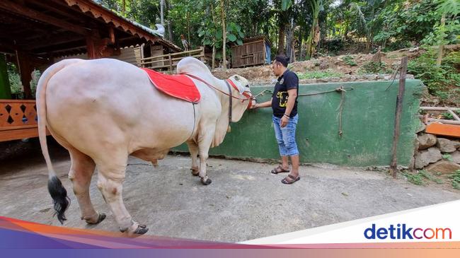 Satrio Bimo Jokowi's Sacrificial Cow Will Be Sent to Girimulyo Kulon Progo