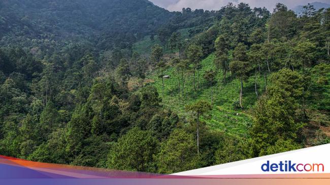 2 Pemuda Jatuh ke Jurang Gunung Puntang, Beruntung Berhasil Diselamatkan