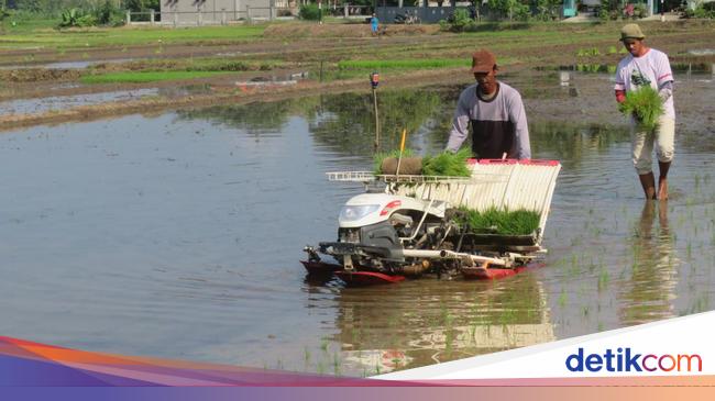 Genjot Produksi Petani, BUMN Pangan Dorong Penyaluran Bibit