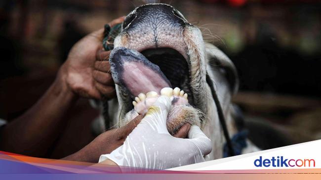 Pemkab Pastikan Tak Ada Hewan Ternak Terjangkit PMK di Bogor