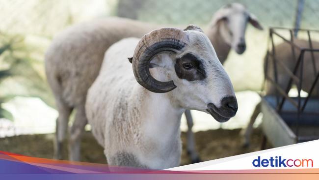 Hari Tasyrik Idul Adha 2025 Berapa Hari? Simak Jadwalnya!