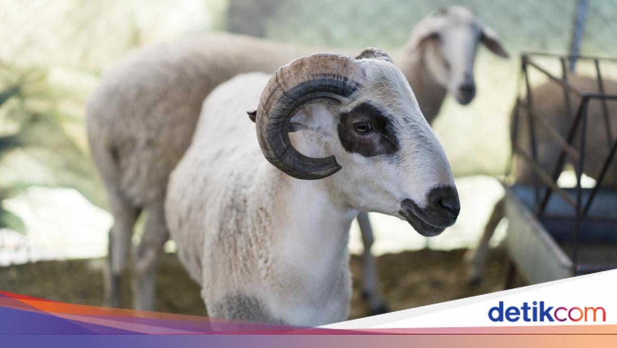 Kapan Iduladha 2026? Ini Perkiraan Tanggalnya