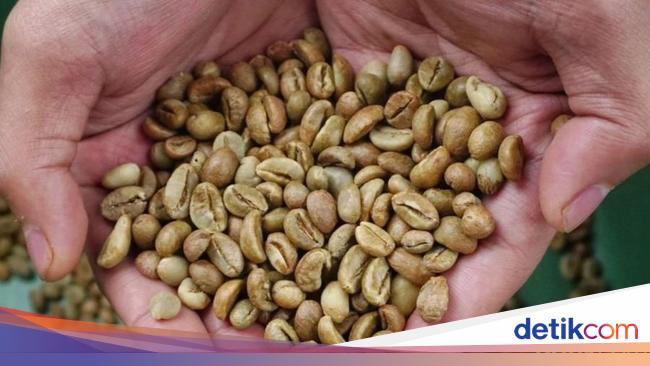 Harga Biji Kopi di Pagar Alam Melejit, Petani Rela Nginap di Kebun