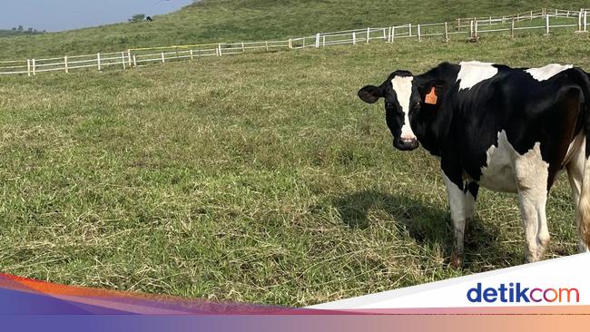 3 Fakta RI Mau Impor 1 Juta Ekor Sapi Perah demi Makan Bergizi Gratis