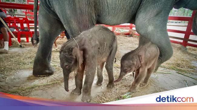 タイは珍しい贈り物に恵まれました！