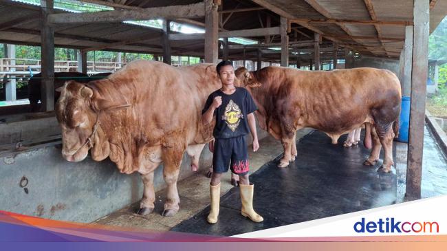 Jokowi buys 3 sacrificial cows from Wonogiri farmers, weighing 1 ton