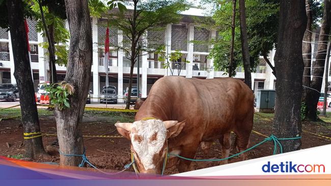 Jokowi donated a 1.3 ton Limousin cow to the Istiqlal mosque, slaughtered on Tuesday