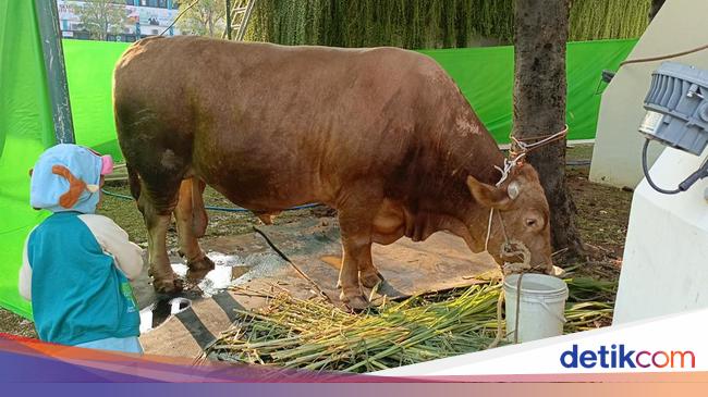 Melihat Sapi Jumbo 125 Ton Kurban Jokowi Yang Akan Disembelih Di Semarang 5169