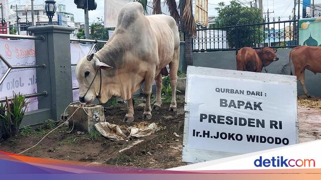 Sapi Kurban Dari Presiden Jokowi Di Sumut Disembelih 7190