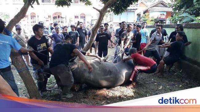 Jembrana Residents' Story About Jokowi's Sacrificial Cow Resurrected After Being Slaughtered