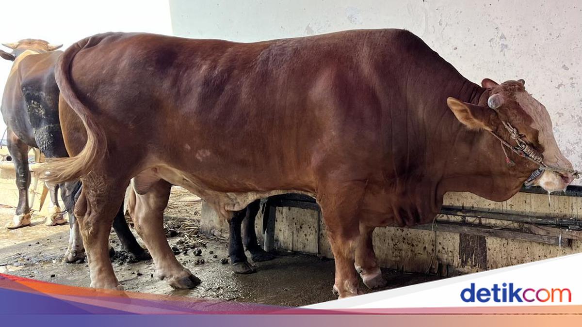 Kurban Sapi untuk 7 Orang atau 7 Keluarga? Ini Hukumnya Sesuai Syariat