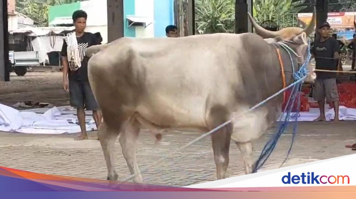 Polisi di Tangsel Memar 'Duel' Lawan Sapi Ngamuk, Sempat Diseruduk