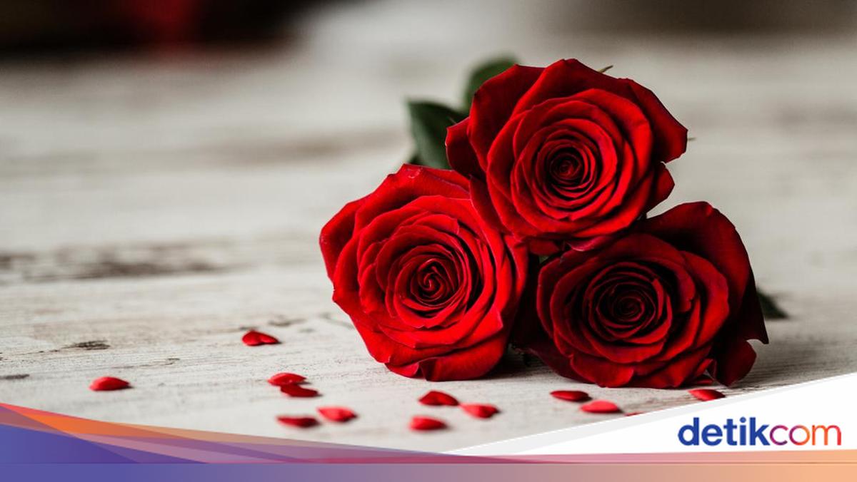 Arti dan Makna Bunga Mawar Berdasarkan Warna