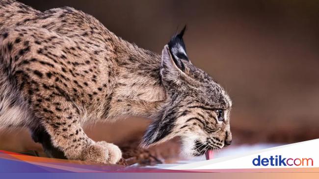 世界で最も希少な猫はもはや絶滅の危機に瀕していない