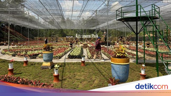 Menelusuri Taman Aglaonema Sleman, Surga Tanaman Hias di Lereng Merapi
