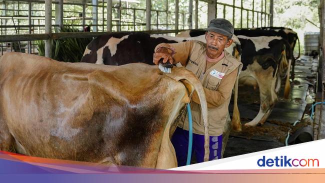 Kementan Siapkan 1,5 Juta Ha Lahan buat Taruh Sapi Perah Impor 1,3 Juta Ekor