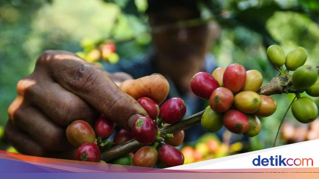 BUMN Libatkan Warga Desa Kelola Kebun Kopi